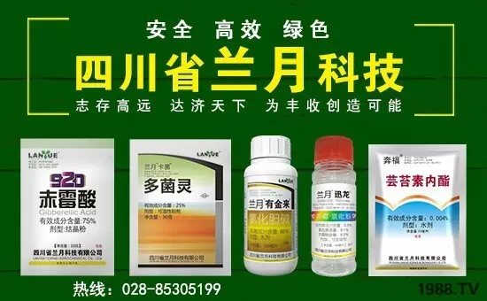 （兰月提醒）高温多雨季节注意防治冬枣炭疽病