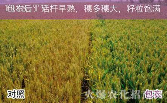 小麦拌种剂：吡虫啉配方为什么受欢迎？