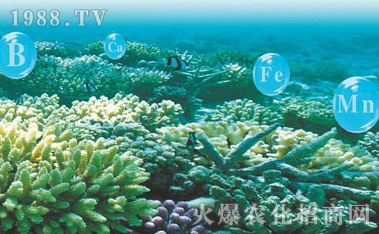 了解海藻肥，海藻肥壮根促苗、增强光合作用、增加分花率、保花保果