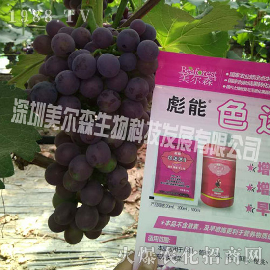 叶面肥色迷迷+高钾水溶肥用在葡萄上真实效果反馈