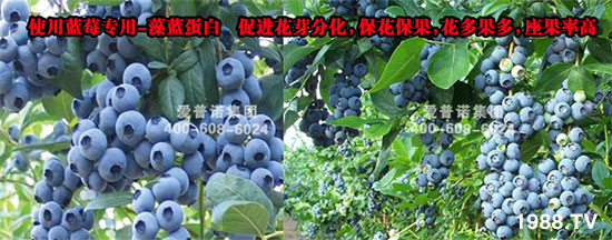 【藻蓝蛋白】蓝莓专用：膨果靓丽，健康有机！