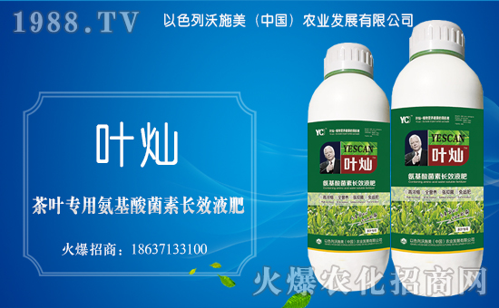茶叶专用氨基酸菌素长效液肥-叶灿-沃施美