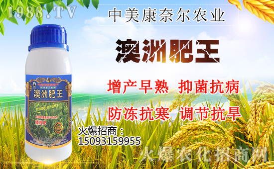澳洲肥王-水稻增产显奇效
