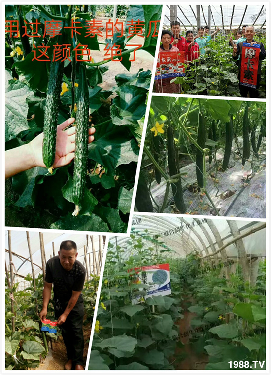 河南老薛种植黄瓜，每亩产3万斤，他是怎么做到的？