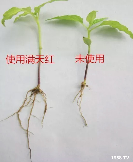 河南省满天红植物保护有限公司