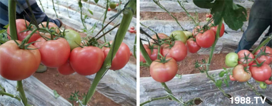 量子云河有机肥效果不一般！百亩番茄大丰收！好产品值得信赖！