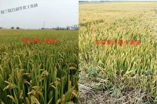 2019年水稻重大病虫害预测，这些病害可能发生，减产严重！