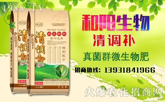  浙江省安吉县：和阳生物白茶应用示范园，茶芽饱满，品质好！