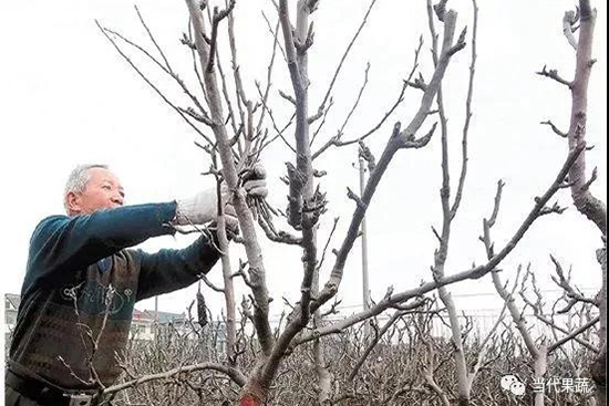  如何搞好梨树冬季修剪？梨树冬剪的四大误区你知道吗！