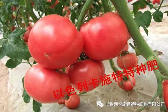 种植西红柿要怎么施肥？西红柿全程营养施肥方案！