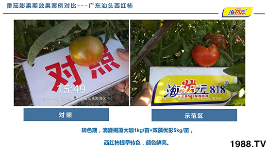 “海状元”番茄全程营养管理的设计理念！