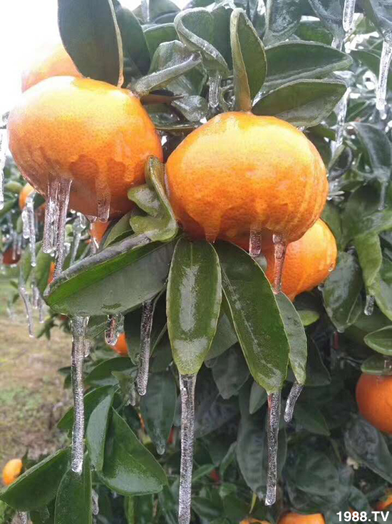 柑橘防冻就用“海状元”双藻倍护！