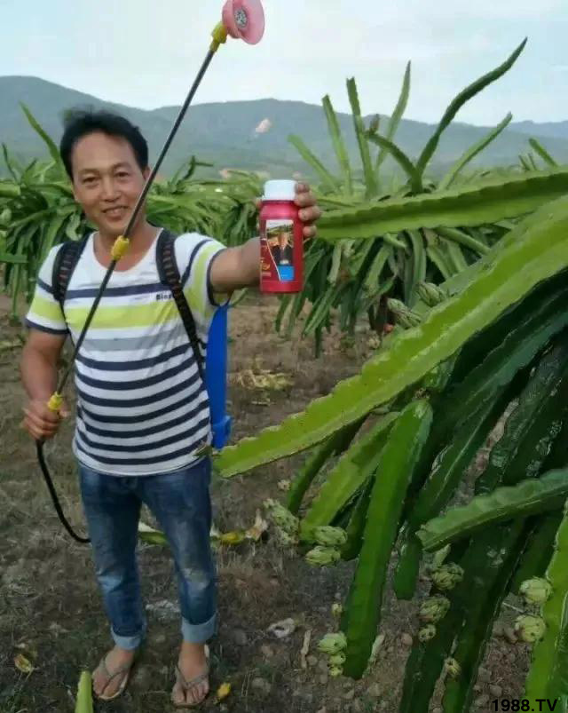 云南省红河地区县代理周经理回馈香蕉上蜂胶二氢钾使用效果。新叶生长快，叶片油绿肥厚。