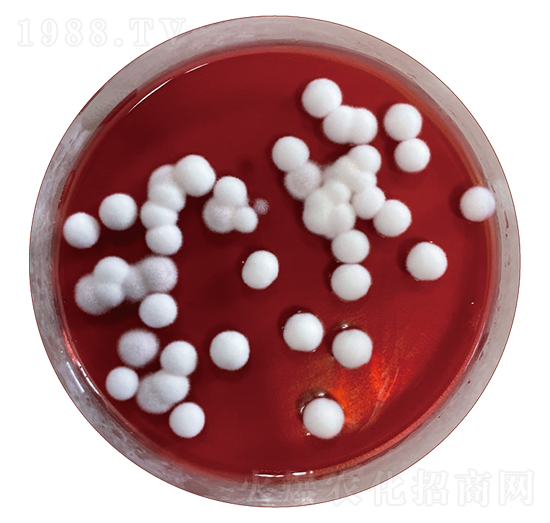 微生物菌剂（淡紫紫孢菌）-高欣生物