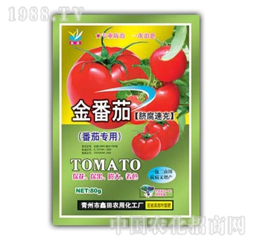 鑫田-金番茄
