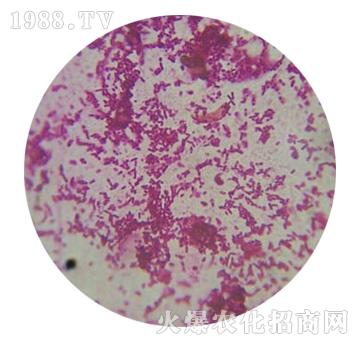枯草芽孢杆菌-泰莱生物