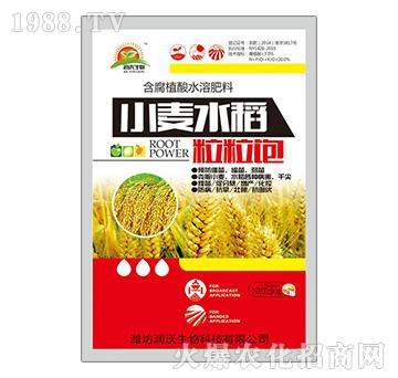 小麦水稻粒粒饱-润沃生物